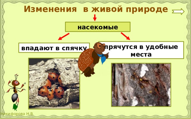 Изменения в живой природе насекомые прячутся в удобные места впадают в спячку 