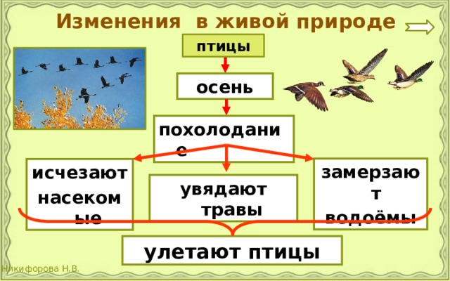 Изменения в живой природе птицы осень похолодание замерзают водоёмы исчезают насекомые увядают травы улетают птицы 