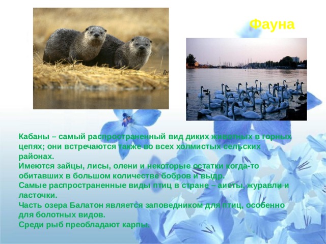 Фауна Кабаны – самый распространенный вид диких животных в горных цепях; они встречаются также во всех холмистых сельских районах. Имеются зайцы, лисы, олени и некоторые остатки когда-то обитавших в большом количестве бобров и выдр. Самые распространенные виды птиц в стране – аисты, журавли и ласточки. Часть озера Балатон является заповедником для птиц, особенно для болотных видов. Среди рыб преобладают карпы. 