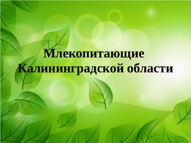 Млекопитающие Калининградской области  