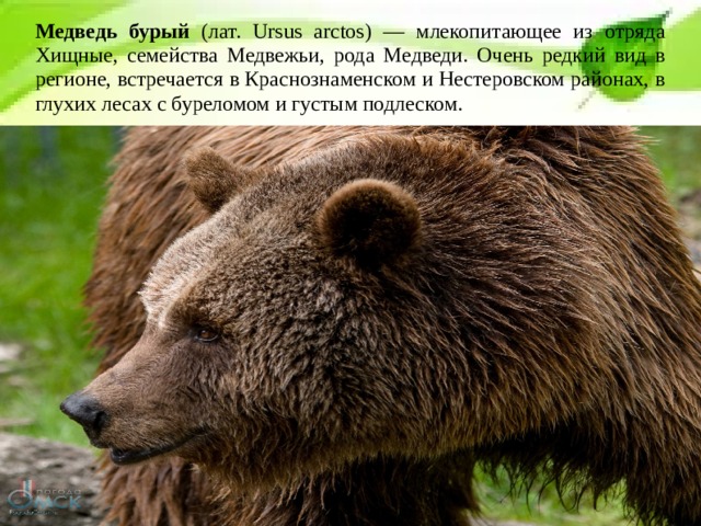 Медведь бурый (лат. Ursus arctos) — млекопитающее из отряда Хищные, семейства Медвежьи, рода Медведи. Очень редкий вид в регионе, встречается в Краснознаменском и Нестеровском районах, в глухих лесах с буреломом и густым подлеском. 