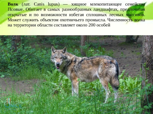 Волк (лат. Canis lupus) — хищное млекопитающее семейства Псовые. Обитает в самых разнообразных ландшафтах, предпочитая открытые и по возможности избегая сплошных лесных массивов. Может служить объектом охотничьего промысла. Численность волка на территории области составляет около 200 особей 