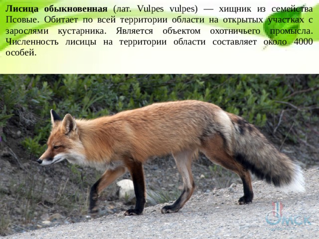Лисица обыкновенная (лат. Vulpes vulpes) — хищник из семейства Псовые. Обитает по всей территории области на открытых участках с зарослями кустарника. Является объектом охотничьего промысла. Численность лисицы на территории области составляет около 4000 особей. 