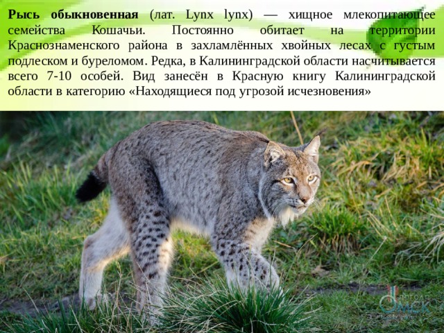 Рысь обыкновенная (лат. Lynx lynx) — хищное млекопитающее семейства Кошачьи. Постоянно обитает на территории Краснознаменского района в захламлённых хвойных лесах с густым подлеском и буреломом. Редка, в Калининградской области насчитывается всего 7-10 особей. Вид занесён в Красную книгу Калининградской области в категорию «Находящиеся под угрозой исчезновения» 