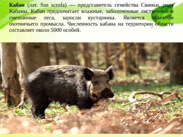 Кабан (лат. Sus scrofa) — представитель семейства Свиньи, рода Кабаны. Кабан предпочитает влажные, заболоченные лиственные и смешанные леса, заросли кустарника. Является объектом охотничьего промысла. Численность кабана на территории области составляет около 5000 особей. 