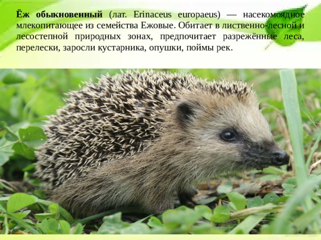 Ёж обыкновенный (лат. Erinaceus europaeus) — насекомоядное млекопитающее из семейства Ежовые. Обитает в лиственно-лесной и лесостепной природных зонах, предпочитает разрежённые леса, перелески, заросли кустарника, опушки, поймы рек. 