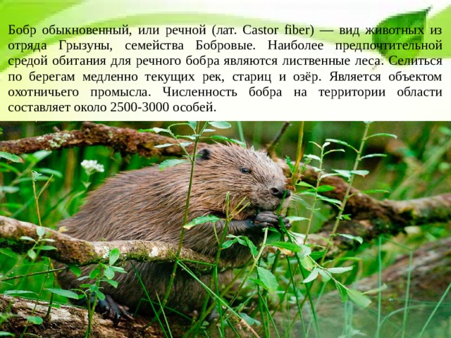 Бобр обыкновенный, или речной (лат. Castor fiber) — вид животных из отряда Грызуны, семейства Бобровые. Наиболее предпочтительной средой обитания для речного бобра являются лиственные леса. Селиться по берегам медленно текущих рек, стариц и озёр. Является объектом охотничьего промысла. Численность бобра на территории области составляет около 2500-3000 особей. 