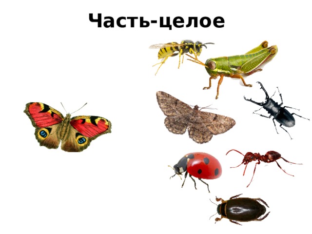 Часть-целое 