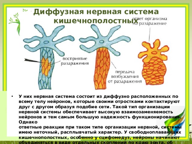 Диффузная нервная система кишечнополостных   У них нервная система состоит из диффузно расположенных по всему телу нейронов,­ которые своими отростками контактируют друг с другом образуя подобие сети. Такой тип организации­ нервной системы обеспечивает высокую взаимозаменяемость нейронов и тем самым большую надежность функционирования. Однако­  ответные реакции при таком типе организации нервной, систе­мы имею неточный, расплывчатый характер. У свободноплавающих кишечнополостных, особенно у сцифомедуз, нейроны начинают объединяться в виде отдельных скоплений по краю зонта, об­разуя нервное кольцо.  