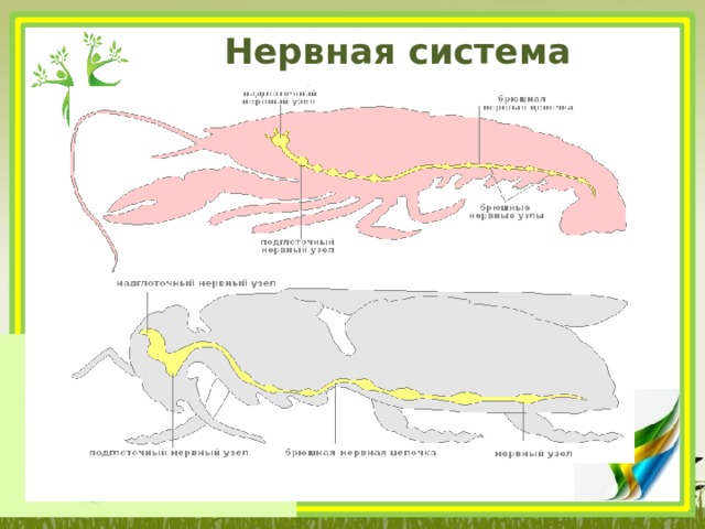 Нервная система членистоногих 