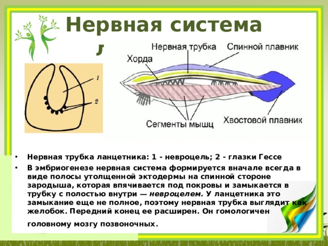 Нервная система ланцетника Нервная трубка ланцетника: 1 - невроцель; 2 - глазки Гессе В эмбриогенезе нервная система формируется вначале всегда в виде полосы утолщенной эктодермы на спинной стороне зародыша, которая впячивается под покровы и замыкается в трубку с полостью внутри — невроцелем. У ланцетника это замыкание еще не полное, поэтому нервная трубка выглядит как желобок. Передний конец ее расширен. Он гомологичен головному мозгу позвоночных . 