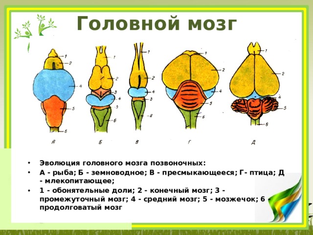Головной мозг позвоночных Эволюция головного мозга позвоночных: А - рыба; Б - земноводное; В - пресмыкающееся; Г- птица; Д - млекопитающее; 1 - обонятельные доли; 2 - конечный мозг; 3 - промежуточный мозг; 4 - средний мозг; 5 - мозжечок; 6 - продолговатый мозг 