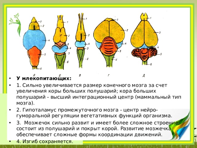 У млекопитающих: 1. Сильно увеличивается размер конечного мозга за счет увеличения коры больших полушарий; кора больших полушарий - высший интеграционный центр (маммальный тип мозга). 2. Гипоталамус промежуточного мозга - центр нейро-гуморальной регуляции вегетативных функций организма. 3.  Мозжечок сильно развит и имеет более сложное строение; состоит из полушарий и покрыт корой. Развитие мозжечка обеспечивает сложные формы координации движений. 4. Изгиб сохраняется. 