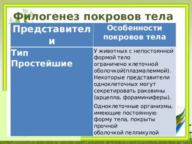 Филогенез покровов тела Представители Особенности покровов тела Тип Простейшие У животных с непостоянной формой тело ограничено клеточной оболочкой(плазмалеммой). Некоторые представители одноклеточных могут секретировать раковины (арцелла, фораминиферы). Одноклеточные организмы, имеющие постоянную форму тела, покрыты прочной оболочкой пелликулой 