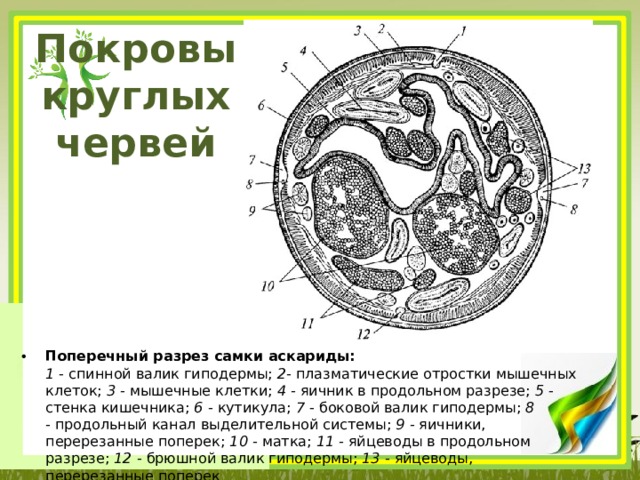 Покровы круглых червей Поперечный разрез самки аскариды:  1  - спинной валик гиподермы;  2-  плазматические отростки мышечных клеток;  3 -  мышечные клетки;  4 -  яичник в продольном разрезе;  5  - стенка кишечника;  6 -  кутикула;  7  - боковой валик гиподермы;  8 -  продольный канал выделительной системы;  9 -  яичники, перерезанные поперек;  10 -  матка;  11 -  яйцеводы в продольном разрезе;  12 -  брюшной валик гиподермы;  13 -  яйцеводы, перерезанные поперек 