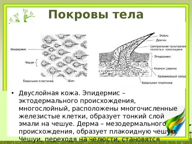 Покровы тела хрящевых рыб Двуслойная кожа. Эпидермис – эктодермального происхождения, многослойный, расположены многочисленные железистые клетки, образует тонкий слой эмали на чешуе. Дерма – мезодермального происхождения, образует плакоидную чешую. Чешуи, переходя на челюсти, становятся зубами. 