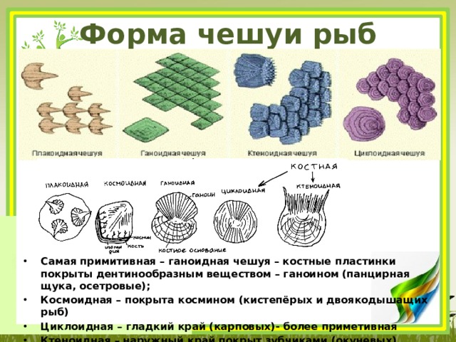 Форма чешуи рыб Самая примитивная – ганоидная чешуя – костные пластинки покрыты дентинообразным веществом – ганоином (панцирная щука, осетровые); Космоидная – покрыта космином (кистепёрых и двоякодышащих рыб) Циклоидная – гладкий край (карповых)- более приметивная Ктеноидная – наружный край покрыт зубчиками (окуневых). 