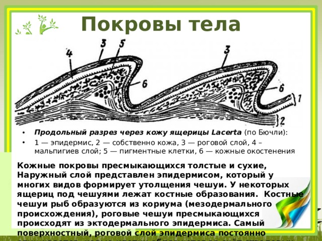 Покровы тела пресмыкающихся Продольный разрез через кожу ящерицы Lacerta  (по Бючли): 1 — эпидермис, 2 — собственно кожа, 3 — роговой слой, 4 – мальпигиев слой; 5 — пигментные клетки, 6 — кожные окостенения Кожные покровы пресмыкающихся толстые и сухие, Наружный слой представлен эпидермисом, который у многих видов формирует утолщения чешуи. У некоторых ящериц под чешуями лежат костные образования. Костные чешуи рыб образуются из кориума (мезодермального происхождения), роговые чешуи пресмыкающихся происходят из эктодермального эпидермиса. Самый поверхностный, роговой слой эпидермиса постоянно слущивается, новые клетки образуются за счёт стволовых клеток мальпигиевова слоя. 