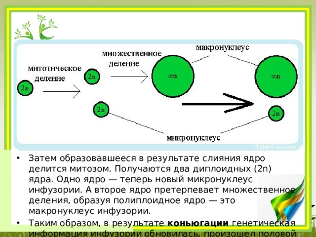 Затем образовавшееся в результате слияния ядро делится митозом. Получаются два диплоидных (2n) ядра. Одно ядро — теперь новый микронуклеус инфузории. А второе ядро претерпевает множественное деления, образуя полиплоидное ядро — это макронуклеус инфузории. Таким образом, в результате  коньюгации  генетическая информация инфузории обновилась, произошел половой процесс. 