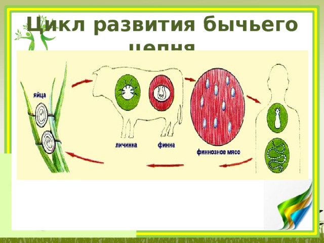 Цикл развития бычьего цепня 