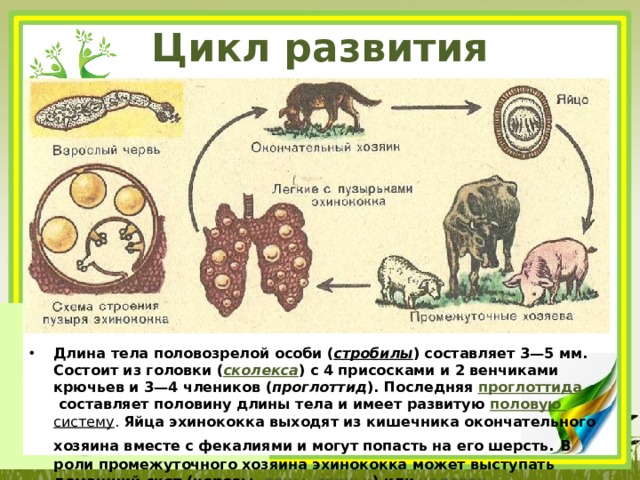 Цикл развития эхинококка Длина тела половозрелой особи ( стробилы ) составляет 3—5 мм. Состоит из головки ( сколекса ) с 4 присосками и 2 венчиками крючьев и 3—4 члеников ( проглоттид ). Последняя  проглоттида  составляет половину длины тела и имеет развитую  половую систему . Яйца эхинококка выходят из кишечника окончательного хозяина вместе с фекалиями и могут попасть на его шерсть.  В роли промежуточного хозяина эхинококка может выступать  домашний скот  ( коровы ,  овцы ,  свиньи ) или  человек . 