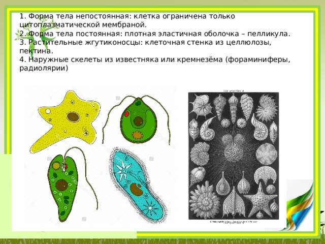1. Форма тела непостоянная: клетка ограничена только цитоплазматической мембраной.  2. Форма тела постоянная: плотная эластичная оболочка – пелликула.  3. Растительные жгутиконосцы: клеточная стенка из целлюлозы, пектина.  4. Наружные скелеты из известняка или кремнезёма (фораминиферы, радиолярии)    