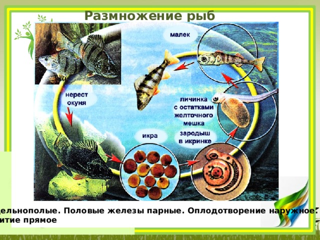 Размножение рыб Раздельнополые. Половые железы парные. Оплодотворение наружное. Развитие прямое 