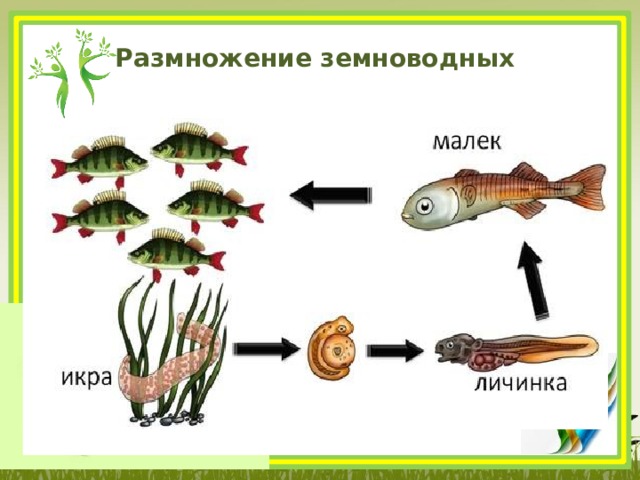 Размножение земноводных 