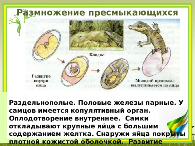 Размножение пресмыкающихся Раздельнополые. Половые железы парные. У самцов имеется копулятивный орган. Оплодотворение внутреннее. Самки откладывают крупные яйца с большим содержанием желтка. Снаружи яйца покрыты плотной кожистой оболочкой. Развитие прямое. 
