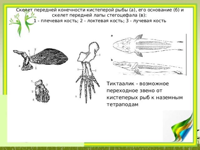 Скелет передней конечности кистеперой рыбы (а), его основание (б) и скелет передней лапы стегоцефала (в):  1 - плечевая кость; 2 - локтевая кость; 3 - лучевая кость   Тиктаалик - возможное переходное звено от кистеперых рыб к наземным тетраподам 