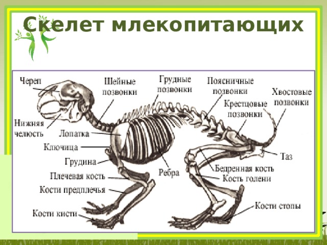Скелет млекопитающих  