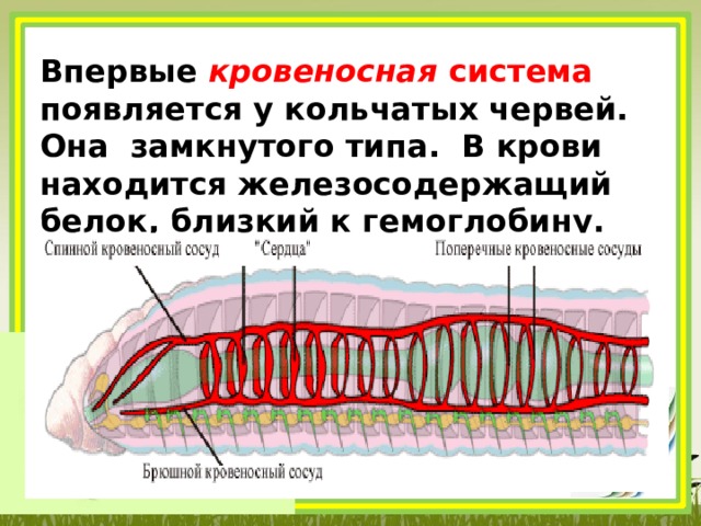 Впервые кровеносная система появляется у кольчатых червей. Она замкнутого типа. В крови находится железосодержащий белок, близкий к гемоглобину.   