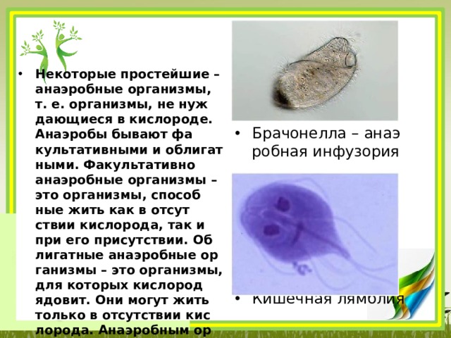 Неко­то­рые про­стей­шие – анаэ­роб­ные ор­га­низ­мы, т. е. ор­га­низ­мы, не нуж­да­ю­щи­е­ся в кис­ло­ро­де. Анаэ­ро­бы бы­ва­ют фа­куль­та­тив­ны­ми и об­ли­гат­ны­ми. Фа­куль­та­тив­но анаэ­роб­ные ор­га­низ­мы – это ор­га­низ­мы, спо­соб­ные жить как в от­сут­ствии кис­ло­ро­да, так и при его при­сут­ствии. Об­ли­гат­ные анаэ­роб­ные ор­га­низ­мы – это ор­га­низ­мы, для ко­то­рых кис­ло­род ядо­вит. Они могут жить толь­ко в от­сут­ствии кис­ло­ро­да. Анаэ­роб­ным ор­га­низ­мам кис­ло­род для окис­ле­ния пи­та­тель­ных ве­ществ не нужен  Бра­чо­нел­ла – анаэ­роб­ная ин­фу­зо­рия Ки­шеч­ная лямб­лия 