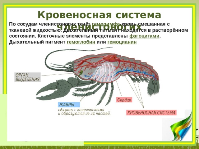 Кровеносная система членистоногих По сосудам членистоногих течёт гемолимфа -кровь смешанная с тканевой жидкостью. Дыхательный пигмент находится в растворённом состоянии. Клеточные элементы представлены фагоцитами . Дыхательный пигмент гемоглобин или гемоцианин 
