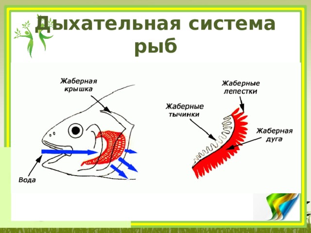 Дыхательная система рыб 