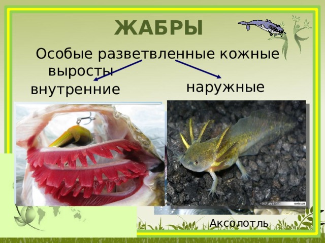 Жабры Особые разветвленные кожные выросты наружные внутренние Аксолотль  