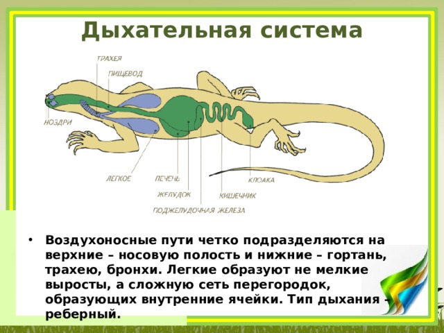 Дыхательная система пресмыкающихся Воздухоносные пути четко подразделяются на верхние – носовую полость и нижние – гортань, трахею, бронхи. Легкие образуют не мелкие выросты, а сложную сеть перегородок, образующих внутренние ячейки. Тип дыхания – реберный. 