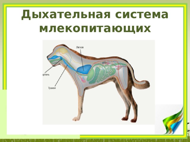 Дыхательная система млекопитающих 