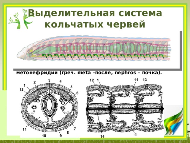 Выделительная система кольчатых червей метонефридии (греч. meta –после, nephros – почка). 
