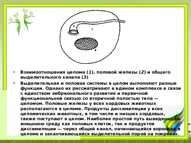 Взаимоотношения целома ( 1 ), половой железы ( 2 ) и общего выделительного канала ( 3 ) Выделительная и половая системы в целом выполняют разные функции. Однако их рассматривают в едином комплексе в связи с единством эмбрионального развития и первичной функциональной связью со вторичной полостью тела — целомом. Половые железы у всех хордовых животных располагаются в целоме. Продукты диссимиляции у всех целомических животных, в том числе и низших хордовых, также поступают в целом. Наиболее простой путь выведения во внешнюю среду как половых клеток, так и продуктов диссимиляции — через общий канал, начинающийся воронкой в целоме и заканчивающийся выделительной порой на покровах. 