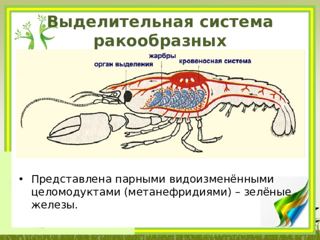 Выделительная система ракообразных Представлена парными видоизменёнными целомодуктами (метанефридиями) – зелёные железы. 