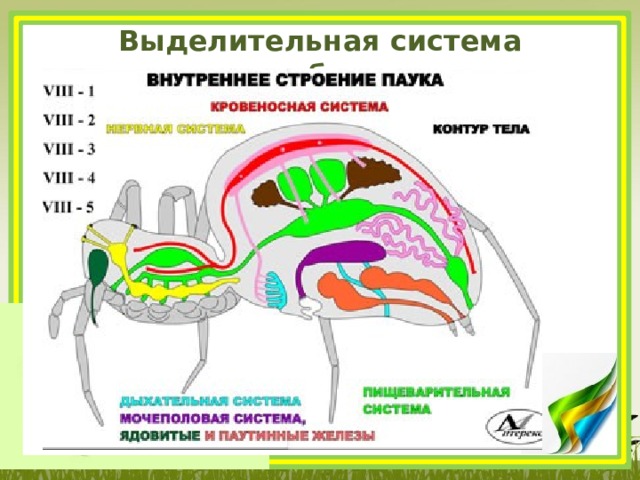 Выделительная система паукообразных 