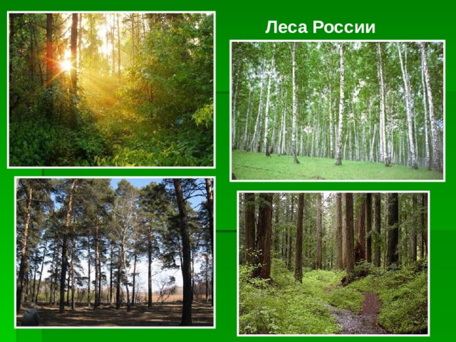 Леса России 