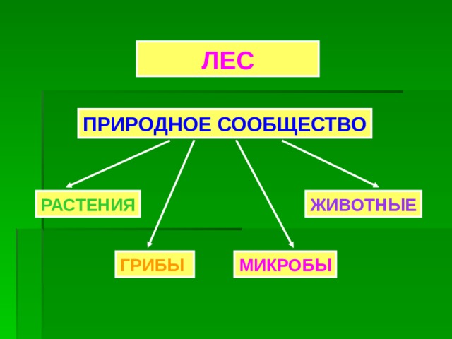 ЛЕС ПРИРОДНОЕ СООБЩЕСТВО РАСТЕНИЯ ЖИВОТНЫЕ ГРИБЫ МИКРОБЫ 