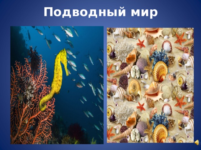 Подводный мир   