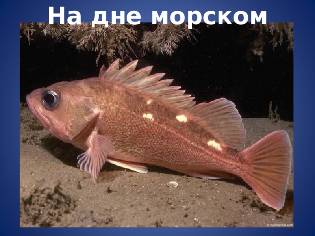 На дне морском 