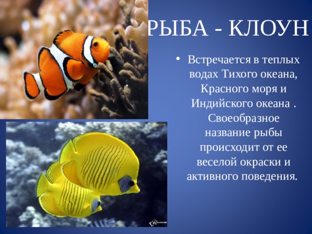 РЫБА - КЛОУН Встречается в теплых водах Тихого океана, Красного моря и Индийского океана . Своеобразное название рыбы происходит от ее веселой окраски и активного поведения. 