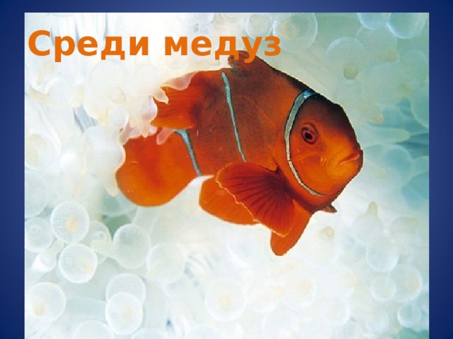 Среди медуз 