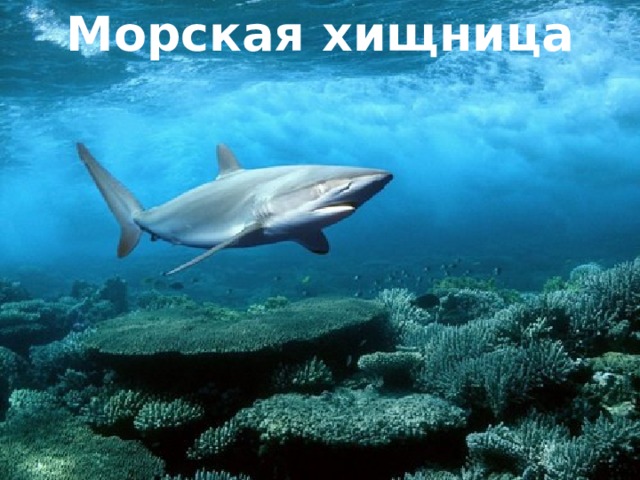 Морская хищница 
