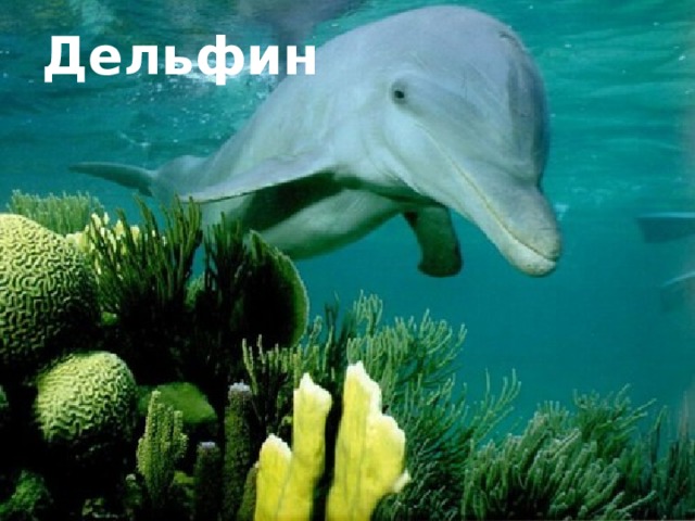 Дельфин 